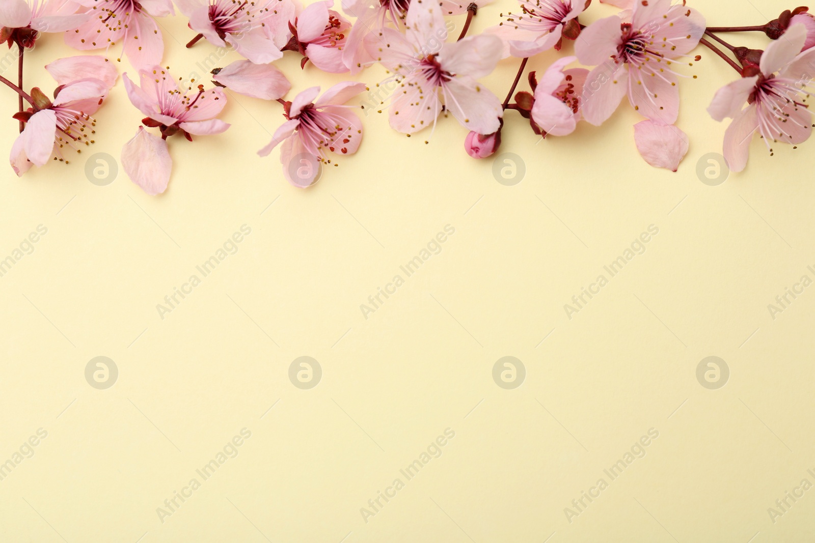 Photo of Beautiful spring tree blossoms and petals on yellow background, flat lay. Space for text