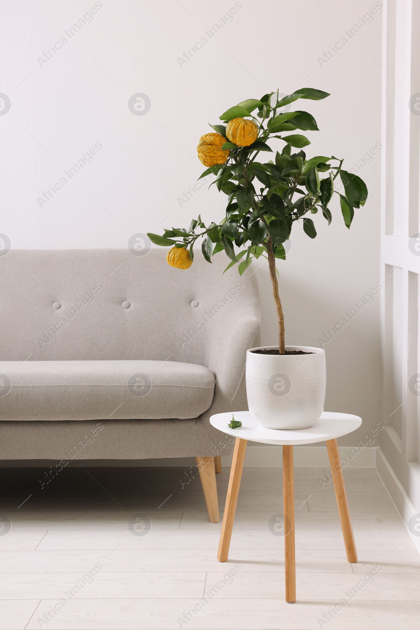 Photo of Idea for minimalist interior design. Small potted bergamot tree with fruits on table in living room