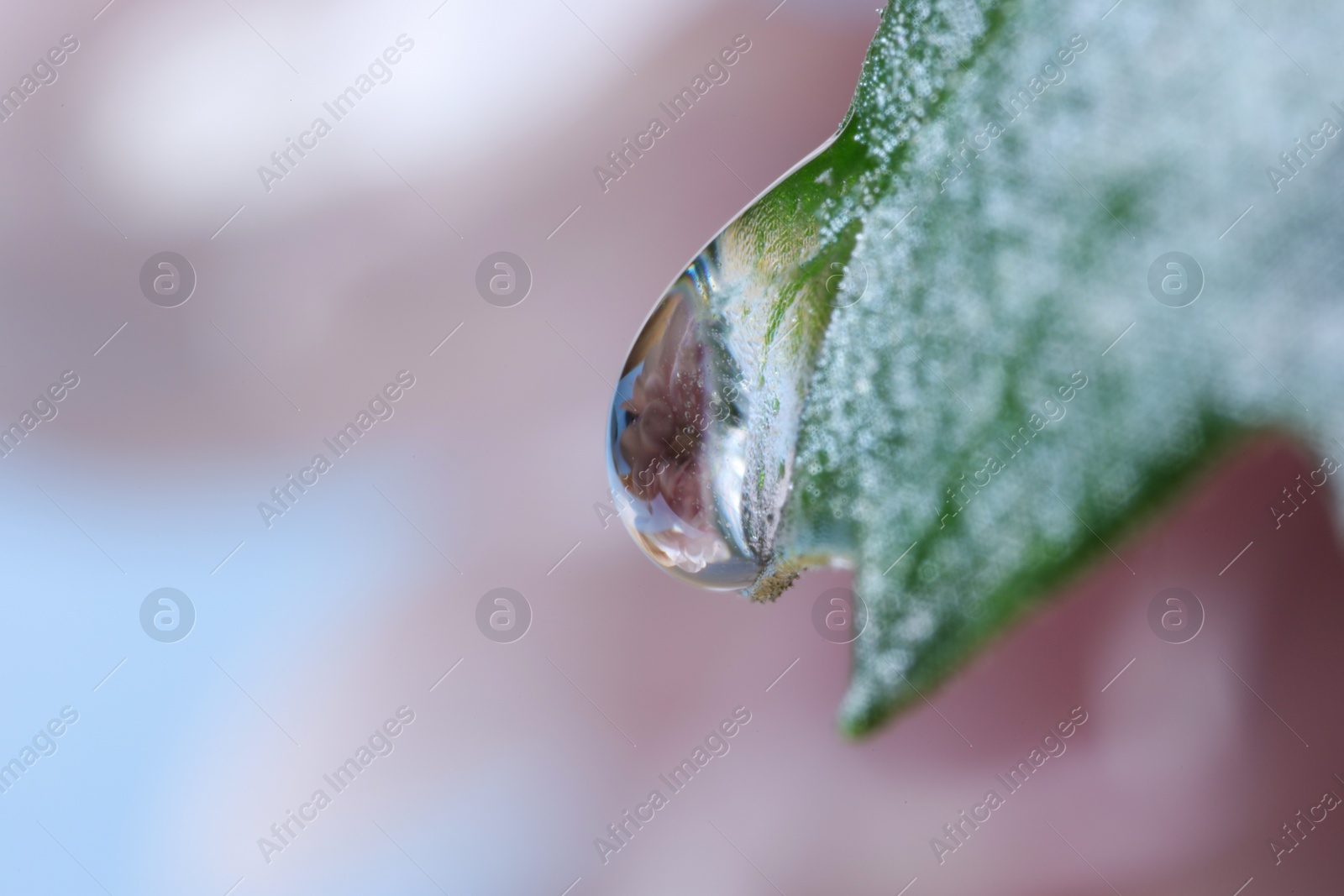 Photo of Macro photo of beautiful flower reflected in water drop on green leaf against blurred background. Space for text