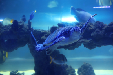 Photo of Beautiful turtle swimming in clear aquarium water