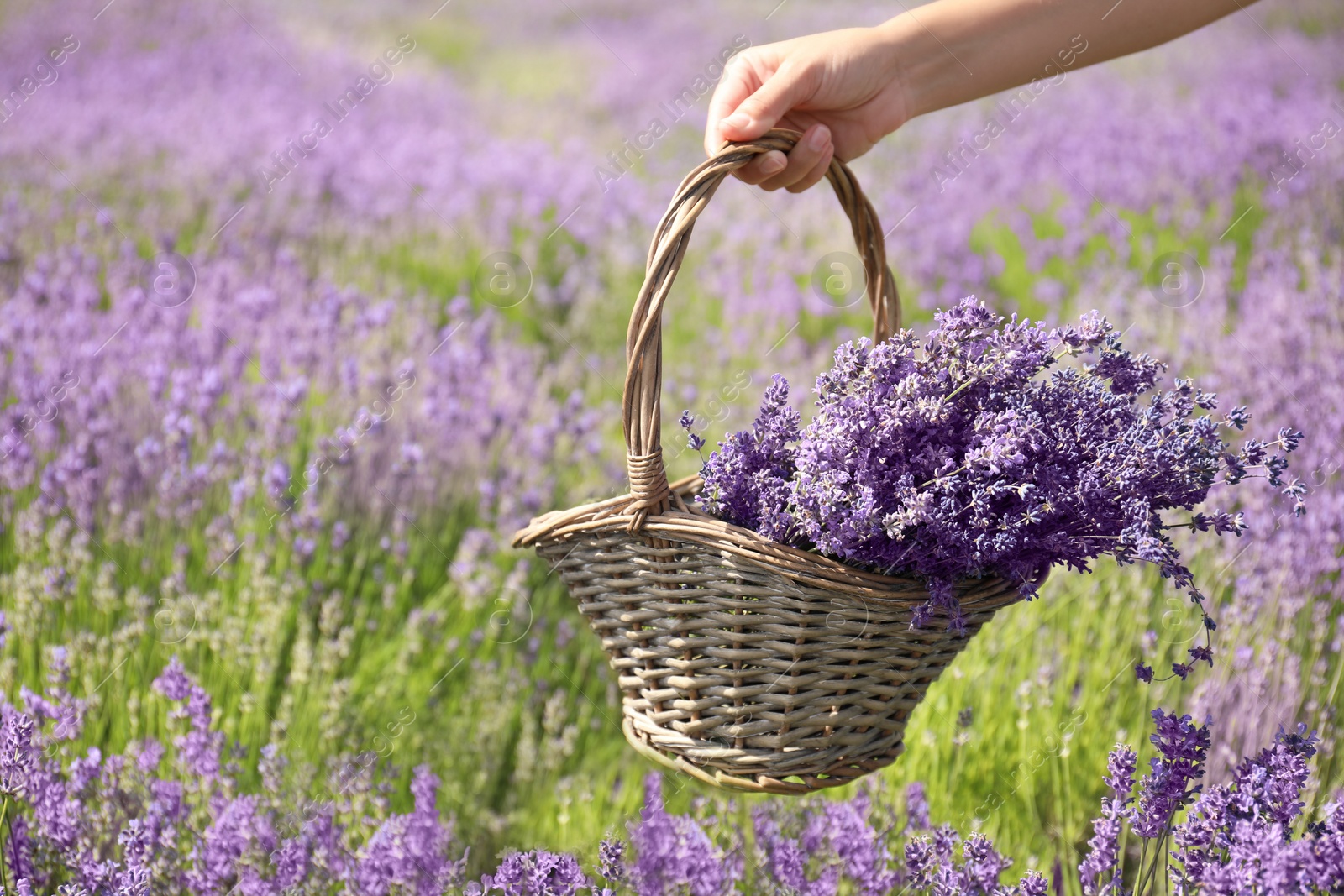 Photo of Young woman holding wicker basket with lavender flowers in field, closeup