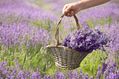 Young woman holding wicker basket with lavender flowers in field, closeup