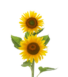 Beautiful bright blooming sunflowers on white background