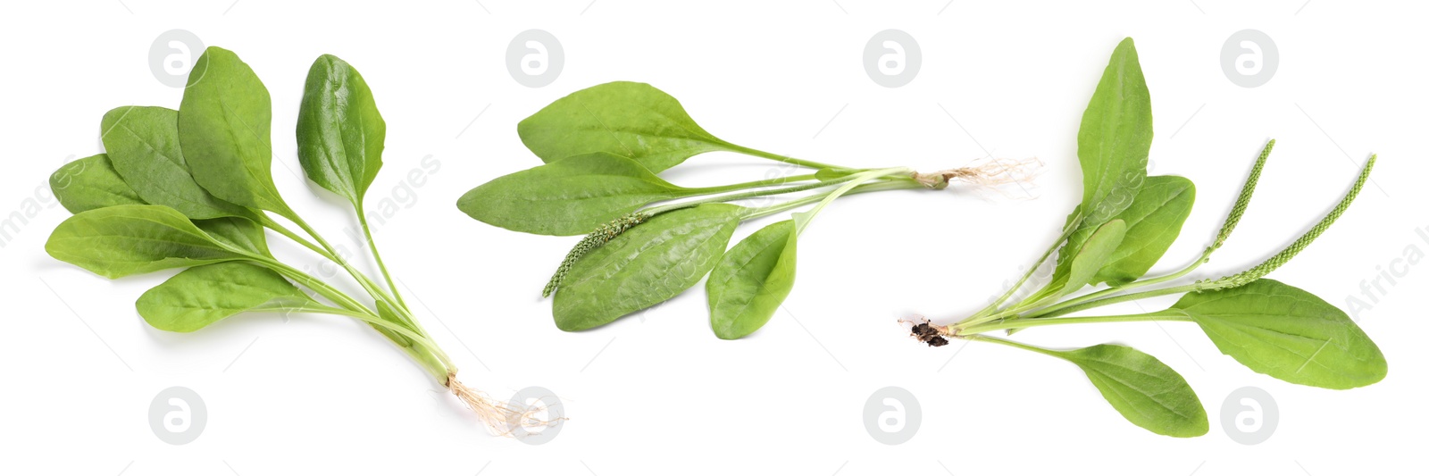 Image of Set with fresh broadleaf plantain plants on white background. Banner design