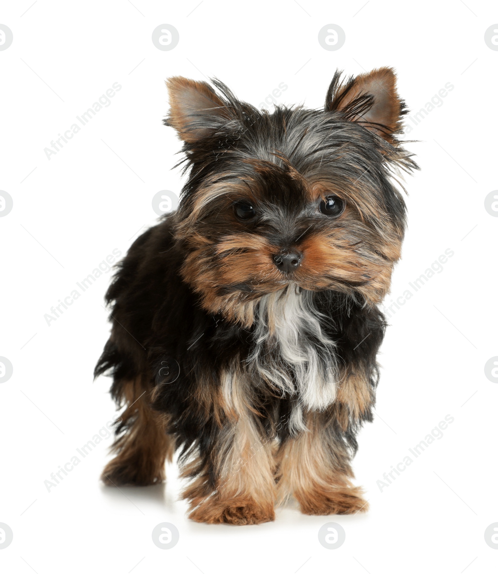 Photo of Cute Yorkshire terrier puppy on white background. Happy dog