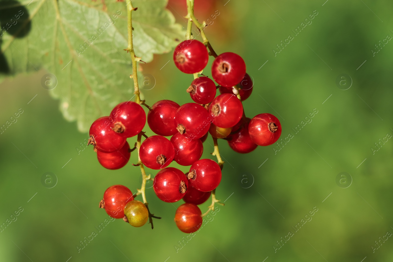 Photo of Closeup view of red currant bush with ripening berries outdoors on sunny day