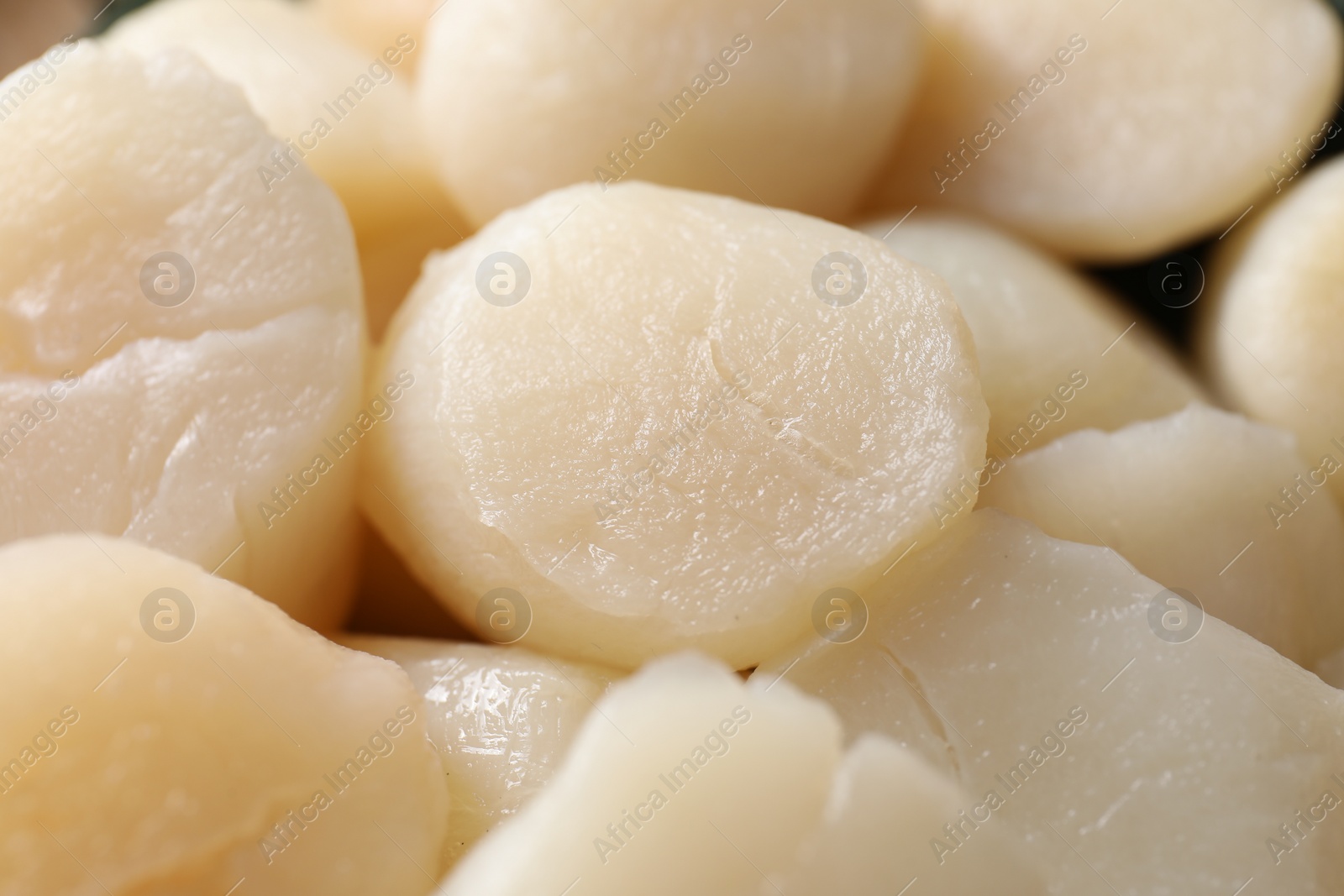 Photo of Fresh raw scallops as background, closeup view