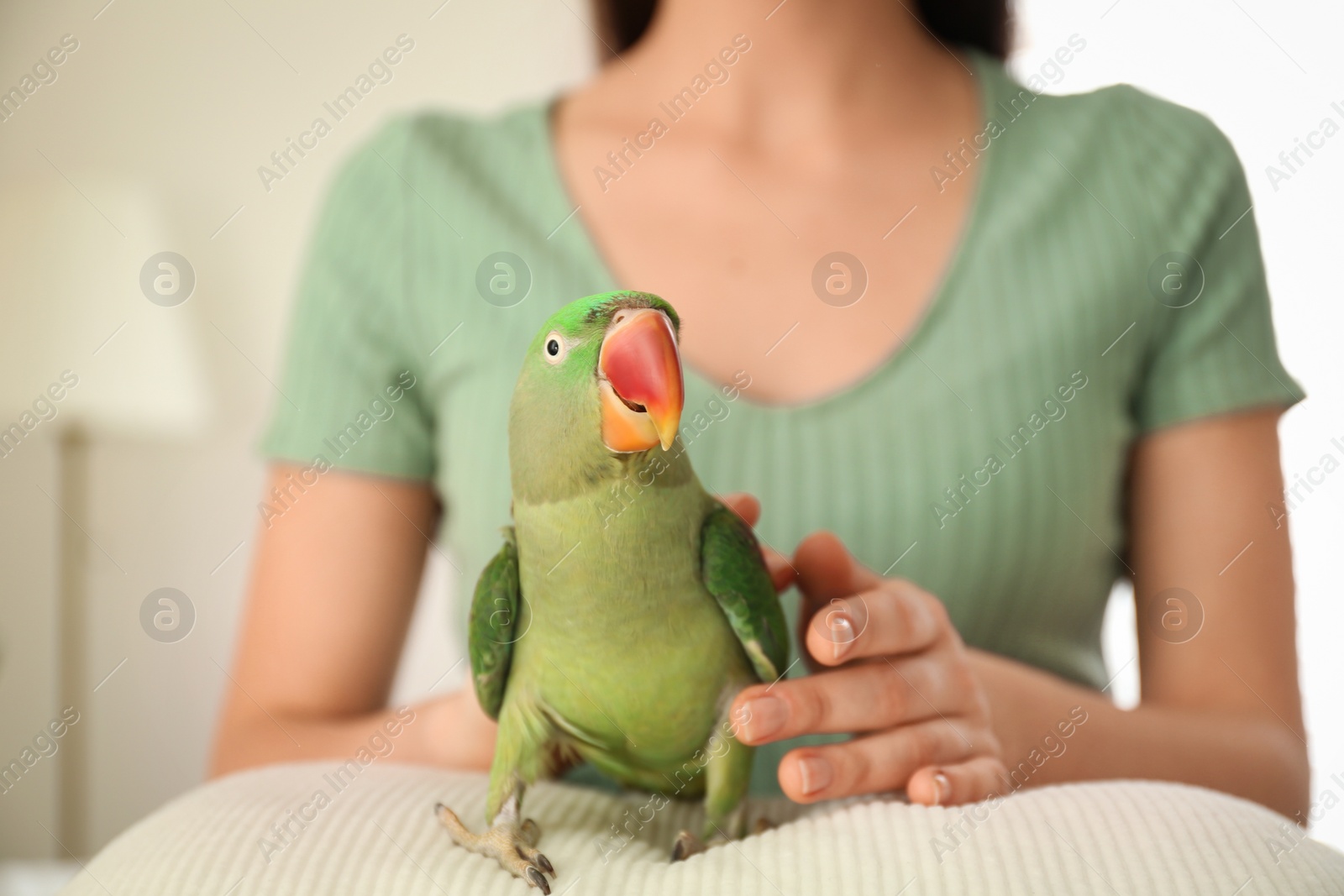 Photo of Young woman with Alexandrine parakeet indoors, closeup. Cute pet