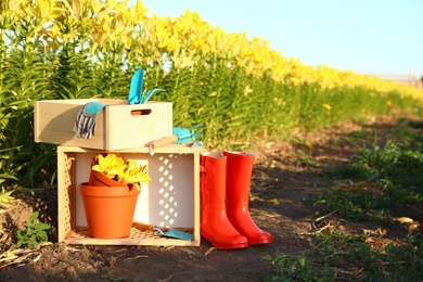 Photo of Wooden crates, fresh lilies and gardening tools at flower field. Space for text