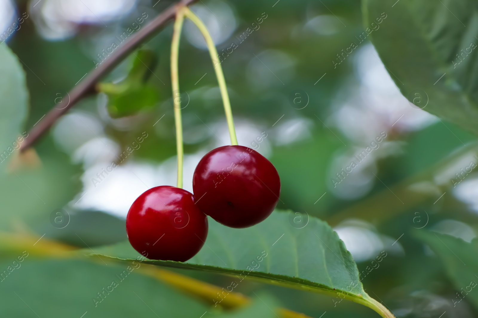 Photo of Closeup view of cherry tree with ripe red berries outdoors