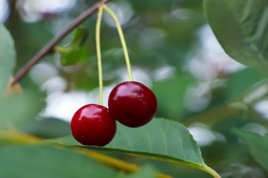 Photo of Closeup view of cherry tree with ripe red berries outdoors