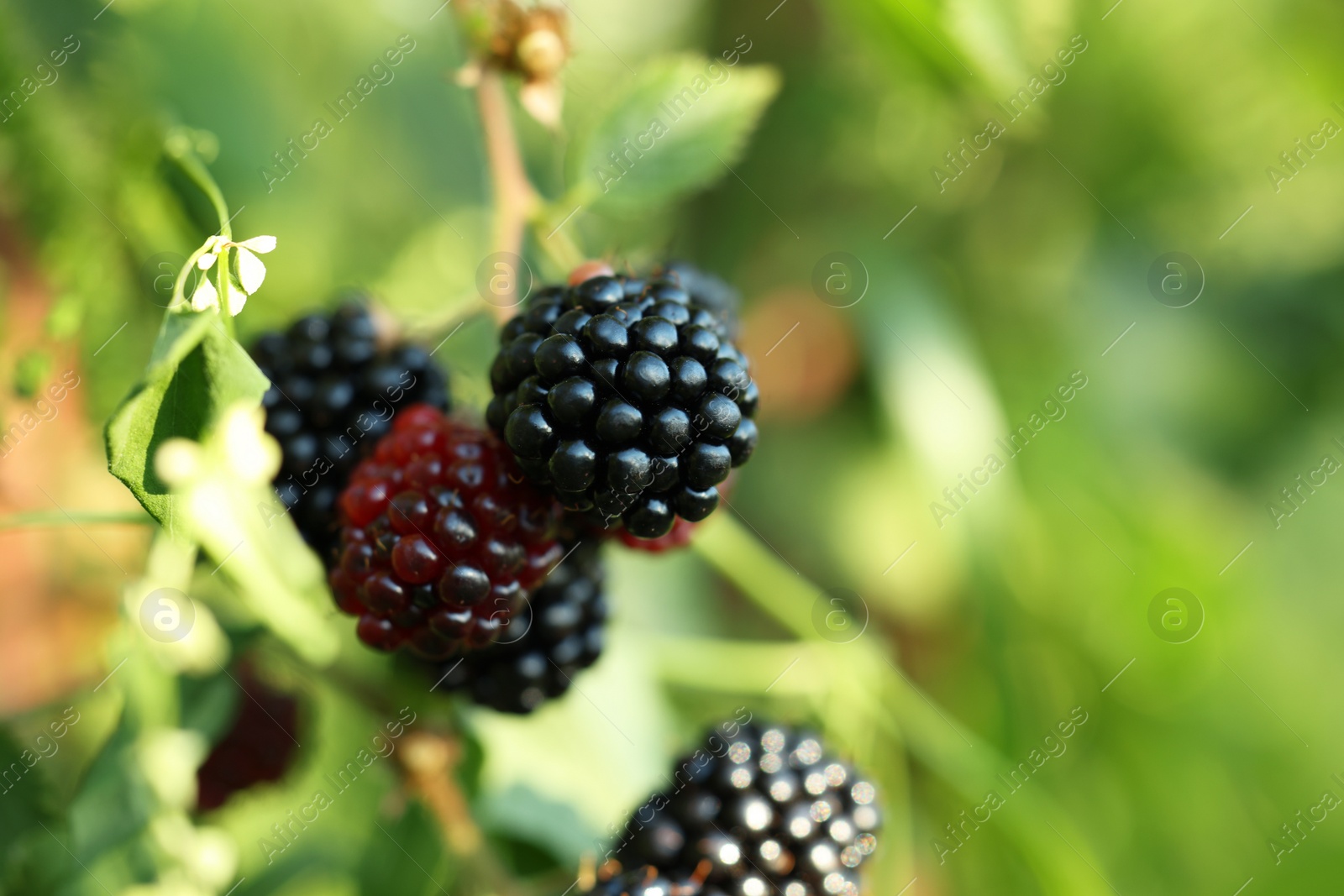 Photo of Ripe blackberries growing on bush outdoors, closeup. Space for text