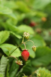 Small wild strawberries growing outdoors. Seasonal berries