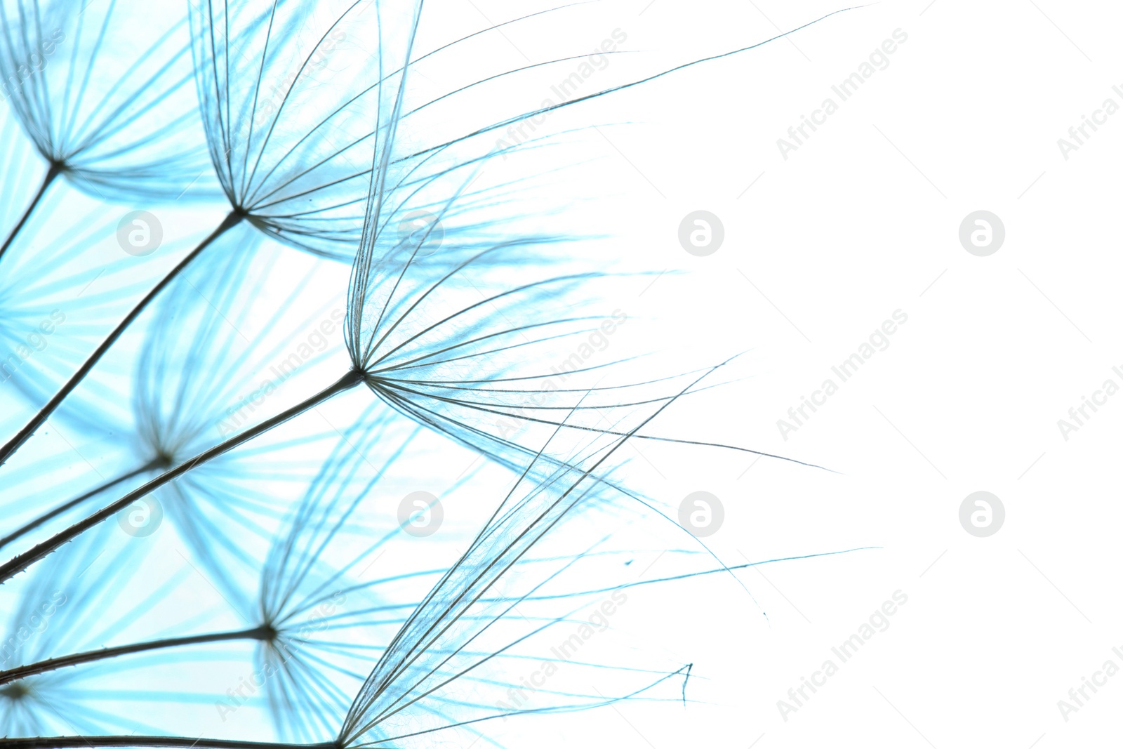 Photo of Dandelion seeds on color background, close up