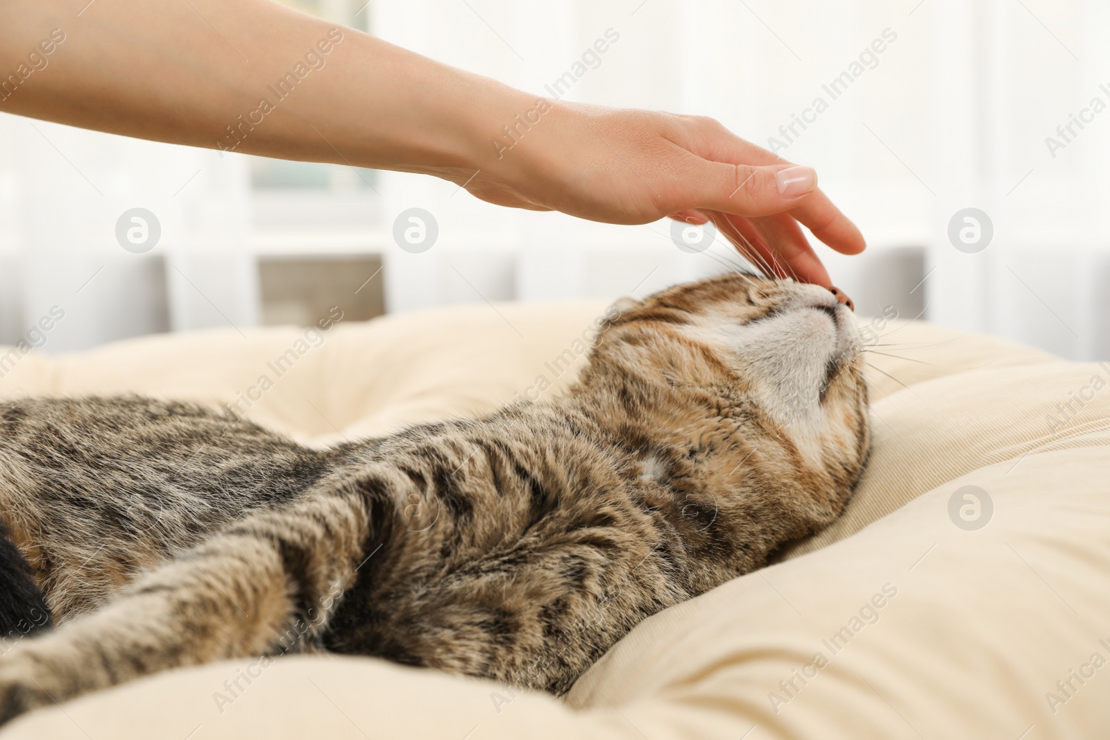 Photo of Owner stroking cute cat on pillow indoors, closeup. Friendly pet