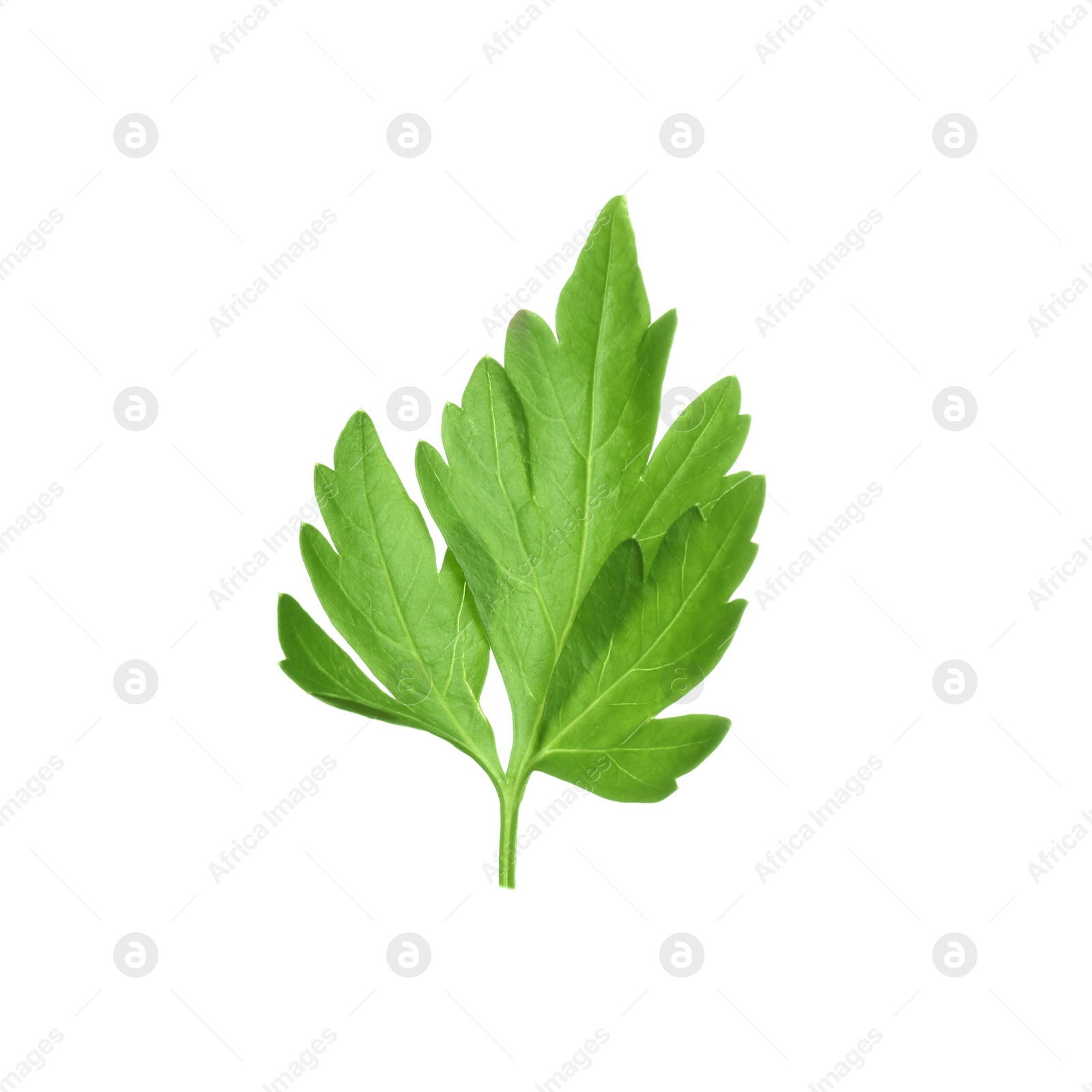 Photo of Fresh green organic parsley on white background