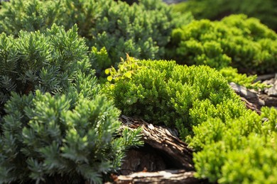 Photo of Beautiful juniper plants growing outdoors. Gardening and landscaping