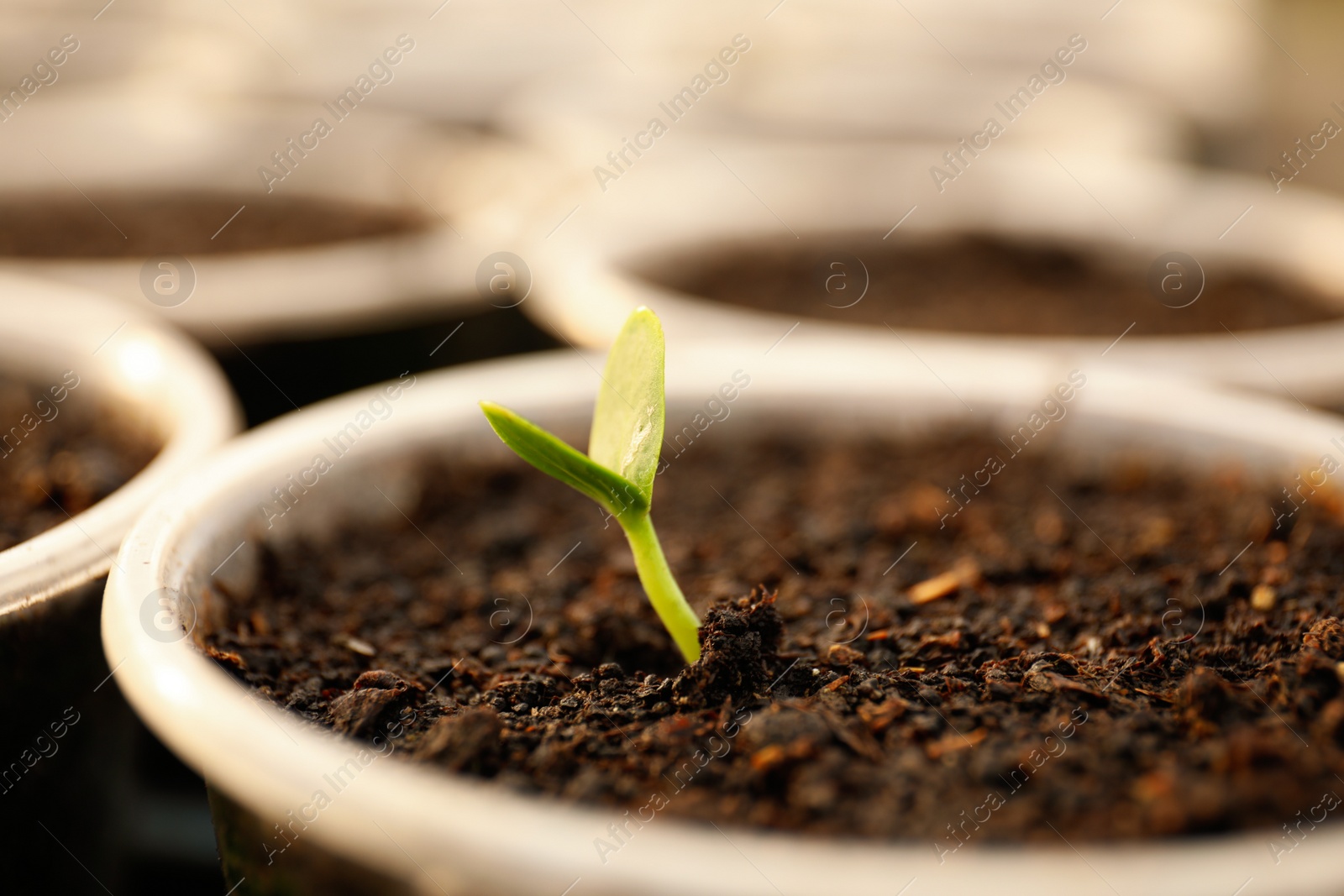 Photo of Small green seedling growing in pot, closeup