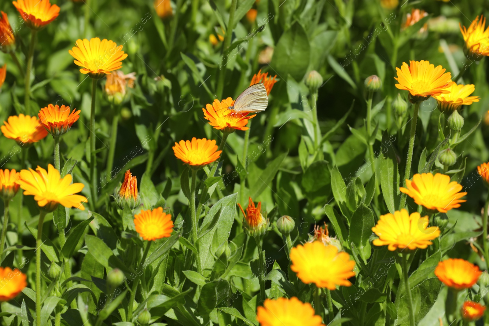 Photo of Beautiful white butterfly on calendula flower outdoors 