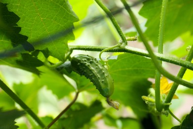 Photo of Cucumber ripening on bush in garden, closeup