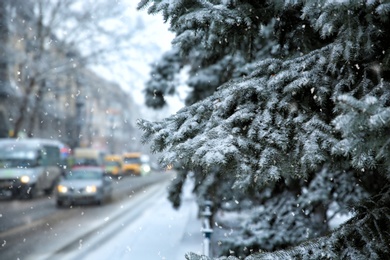 Fir trees and cars on snow storm day in city. Space for text