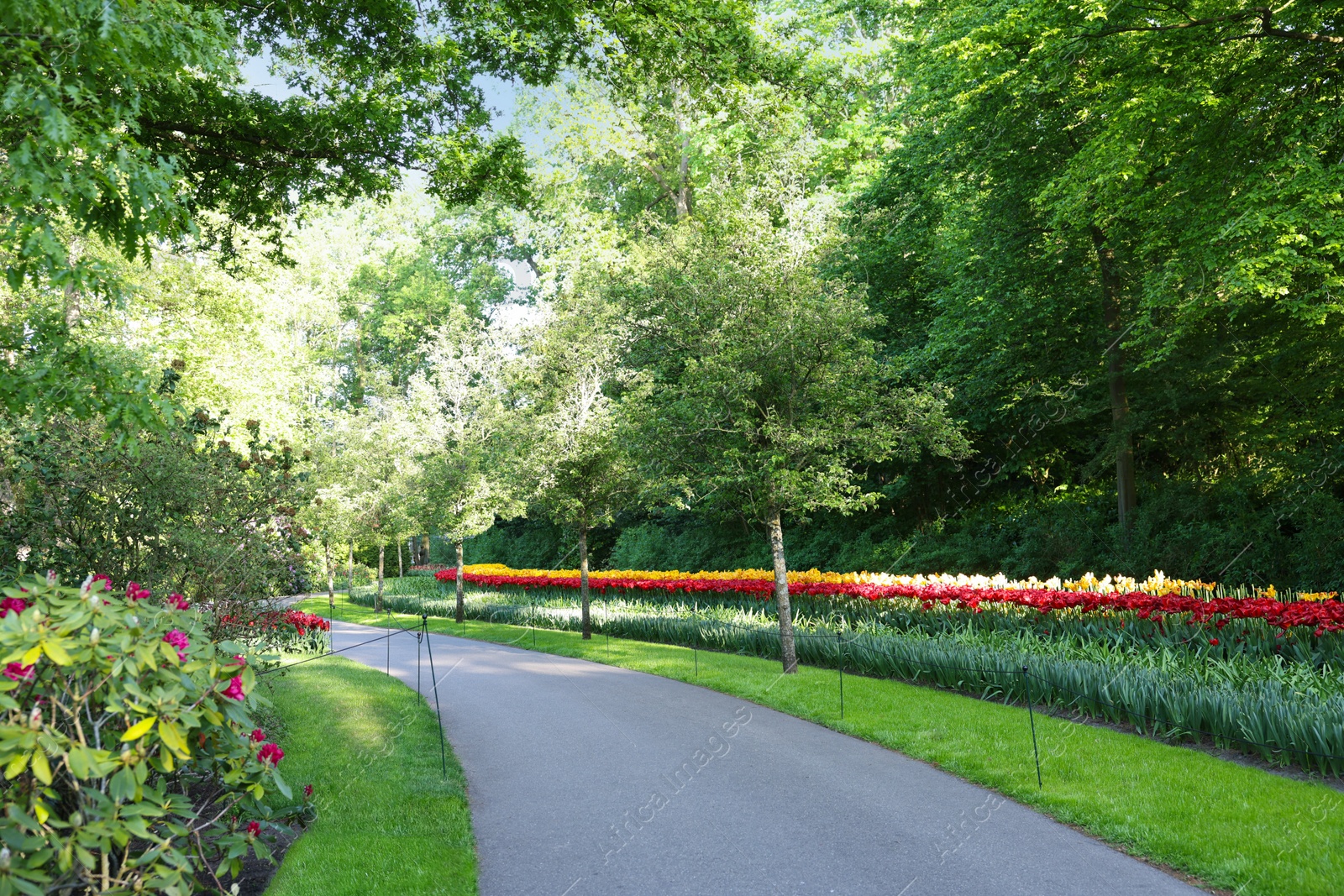 Photo of Pathway in park with green trees and beautiful flowers on sunny day. Spring season