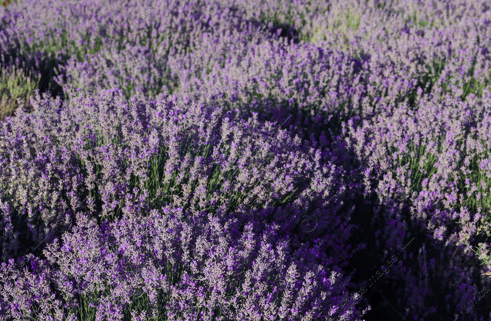 Photo of Beautiful blooming lavender in field on summer day