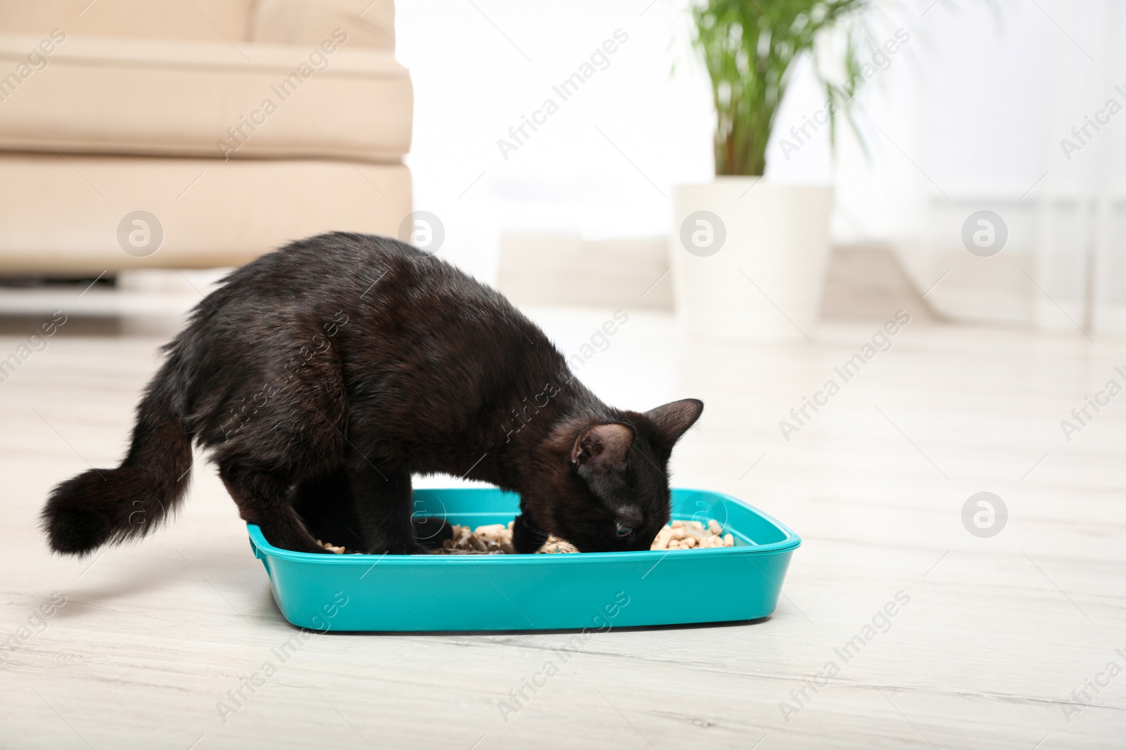 Photo of Cute black cat in litter box at home