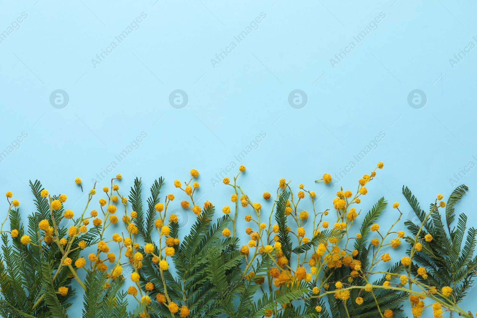 Photo of Flat lay composition with mimosa flowers on light blue background, space for text. Spring season