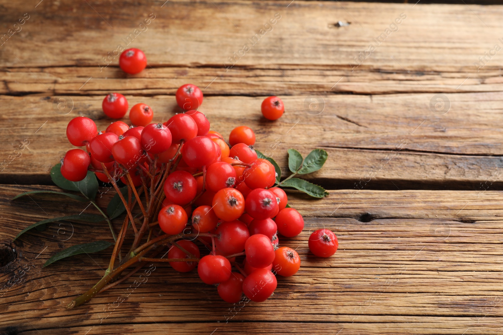 Photo of Bunch of ripe rowan berries with green leaves on wooden table, closeup. Space for text