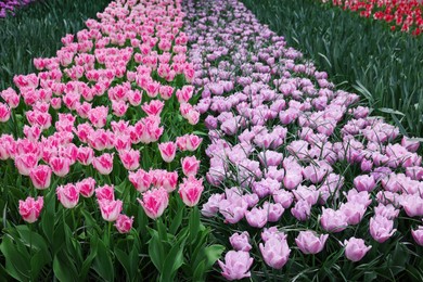 Many beautiful tulip flowers growing outdoors. Spring season