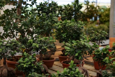 Photo of Many beautiful potted plants in garden center