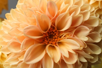 Photo of Beautiful orange dahlia flower as background, closeup