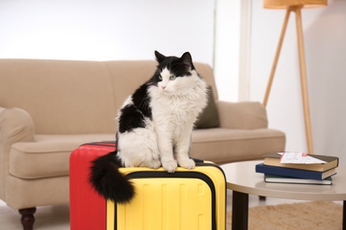 Photo of Cute cat sitting on suitcase in living room