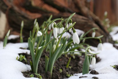 Beautiful blooming snowdrops growing outdoors. Spring flowers