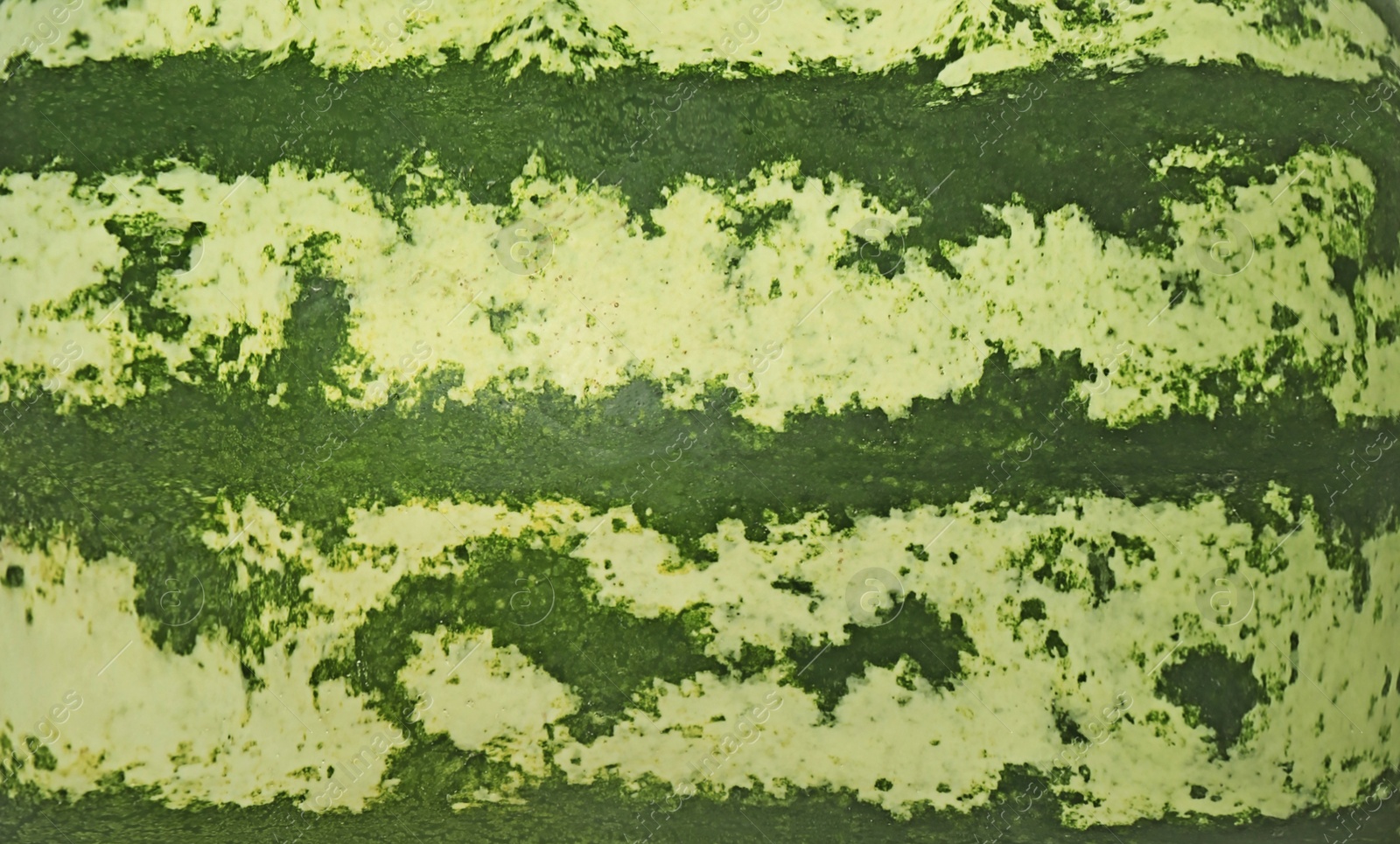 Image of Green striped rind of watermelon as background, closeup