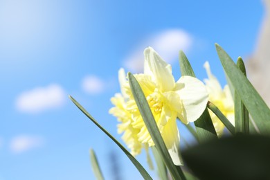 Photo of Beautiful blooming daffodils against blue sky, closeup. Space for text