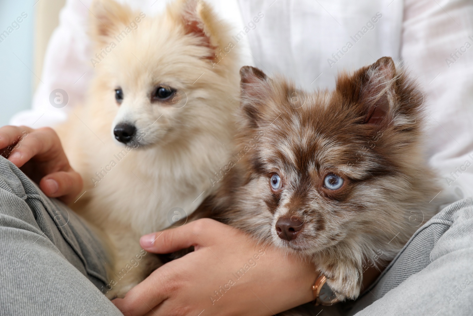 Photo of Woman with cute dogs at home, closeup