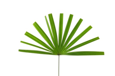 Photo of Beautiful palm leaf on white background. Tropical plant