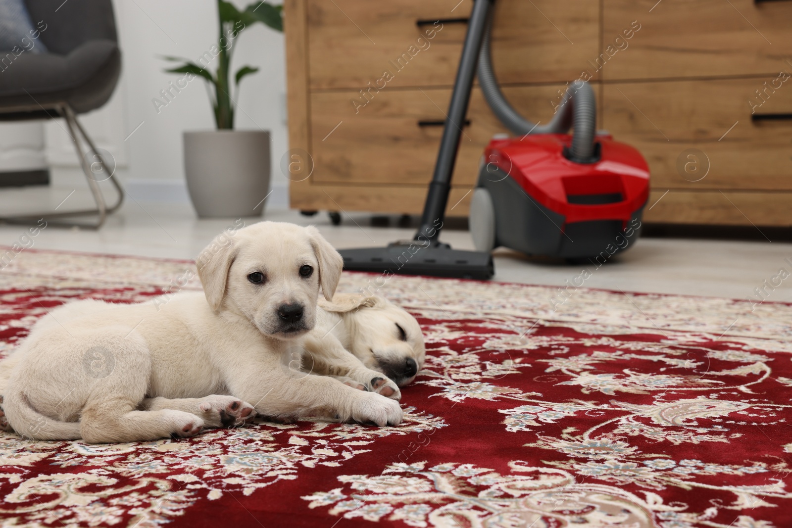 Photo of Cute little puppy lying on carpet at home. Space for text
