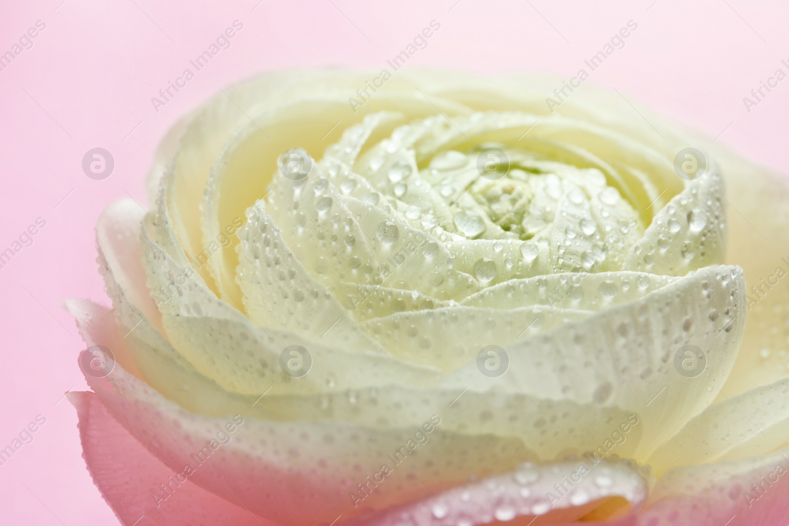 Photo of Beautiful ranunculus flower on color background, closeup