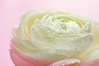 Beautiful ranunculus flower on color background, closeup