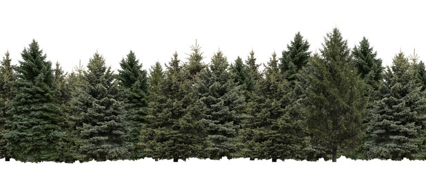 Image of Many different coniferous trees on white background