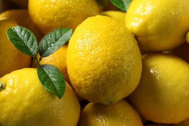 Fresh lemons and green leaves with water drops as background, closeup