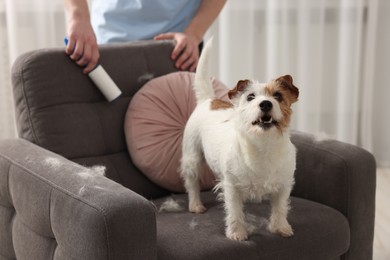 Photo of Cute dog on armchair. Man removing pet's hair indoors, closeup