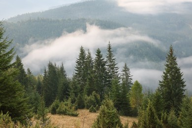 Photo of Picturesque view of mountain landscape with beautiful forest and fog patches