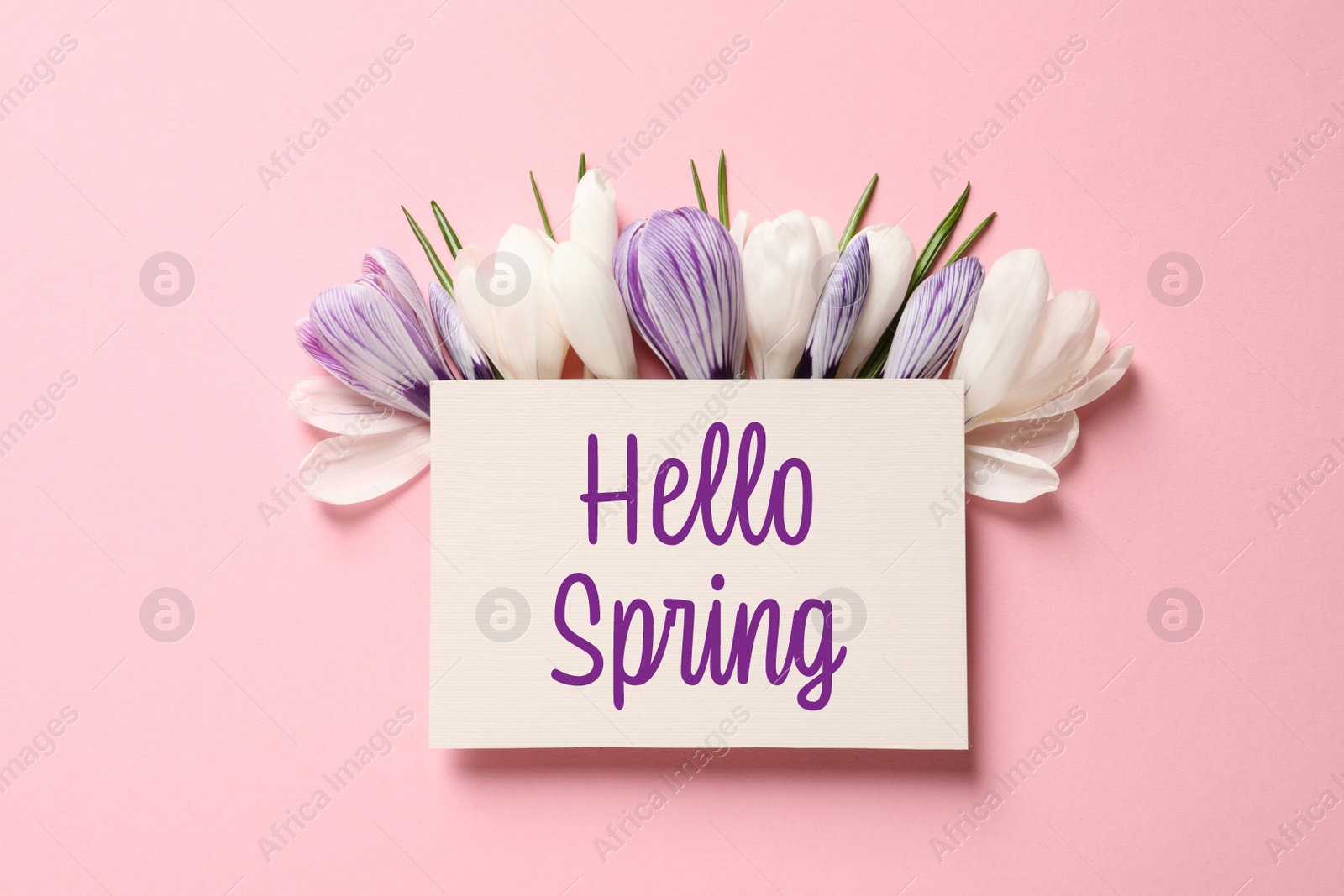 Image of Beautiful crocus flowers and card with text Hello Spring on pink background, flat lay