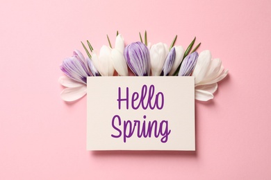 Beautiful crocus flowers and card with text Hello Spring on pink background, flat lay