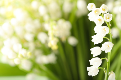 Photo of Beautiful lily of the valley on blurred background, closeup. Space for text