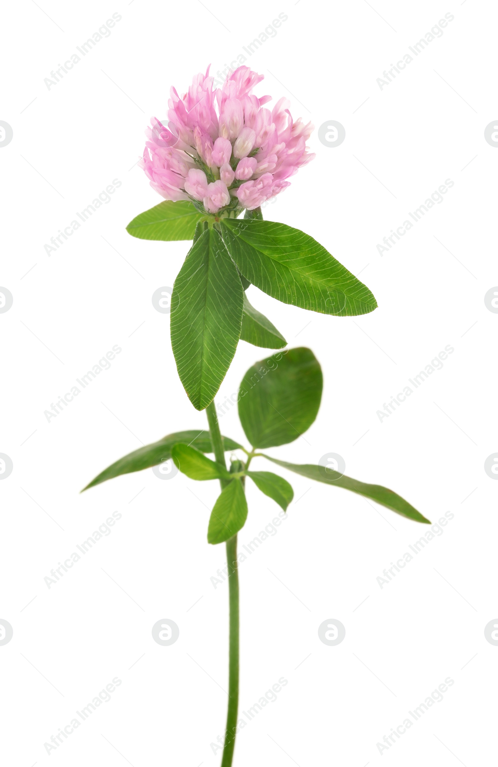 Photo of Beautiful blooming clover plant isolated on white